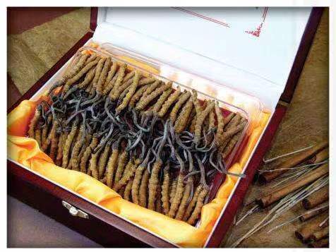 上高冬虫夏草回收